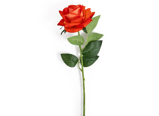RED ROSE